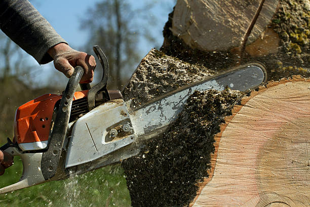 How Our Tree Care Process Works  in  Cape May Court House, NJ